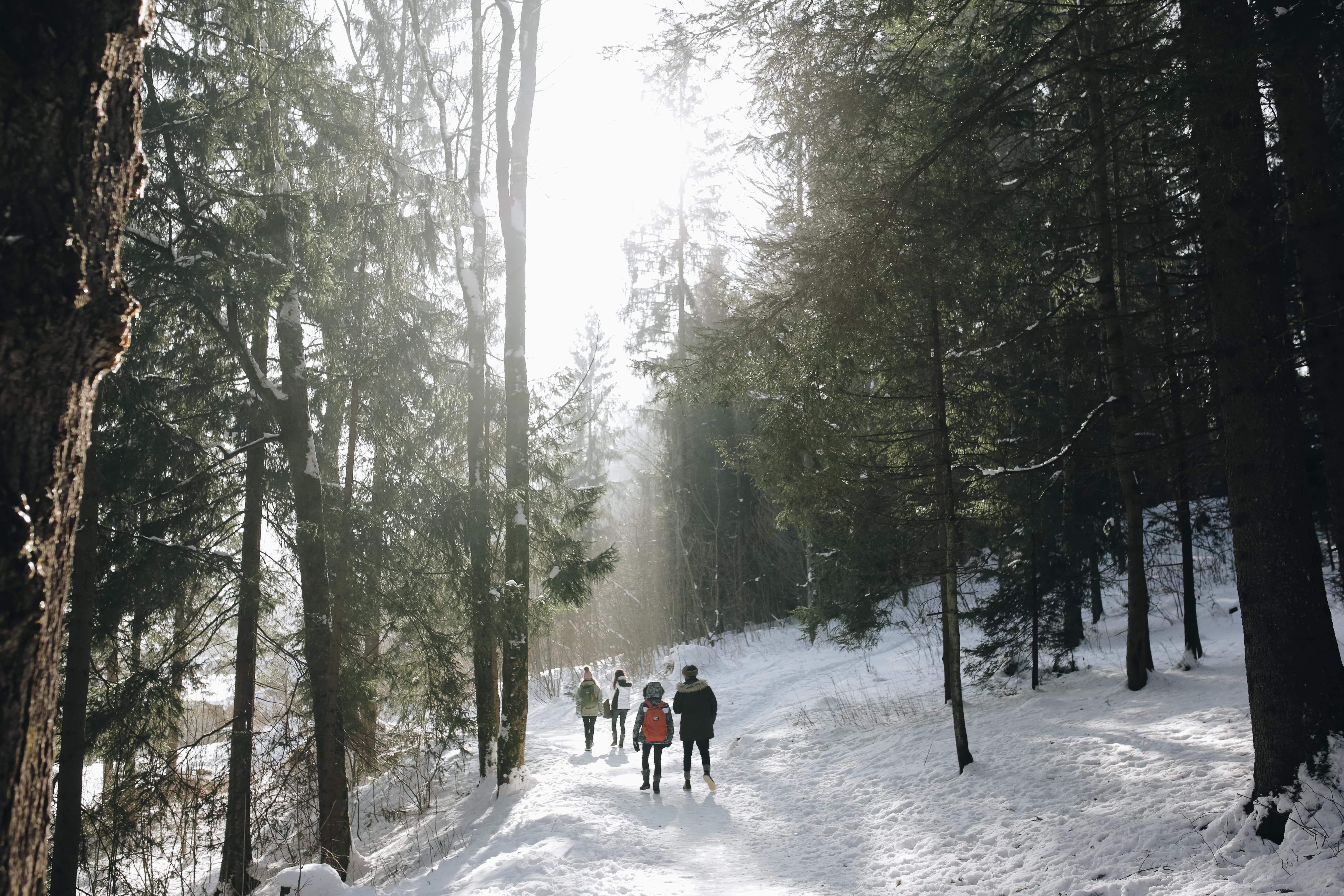 A group of friends walking in the forest